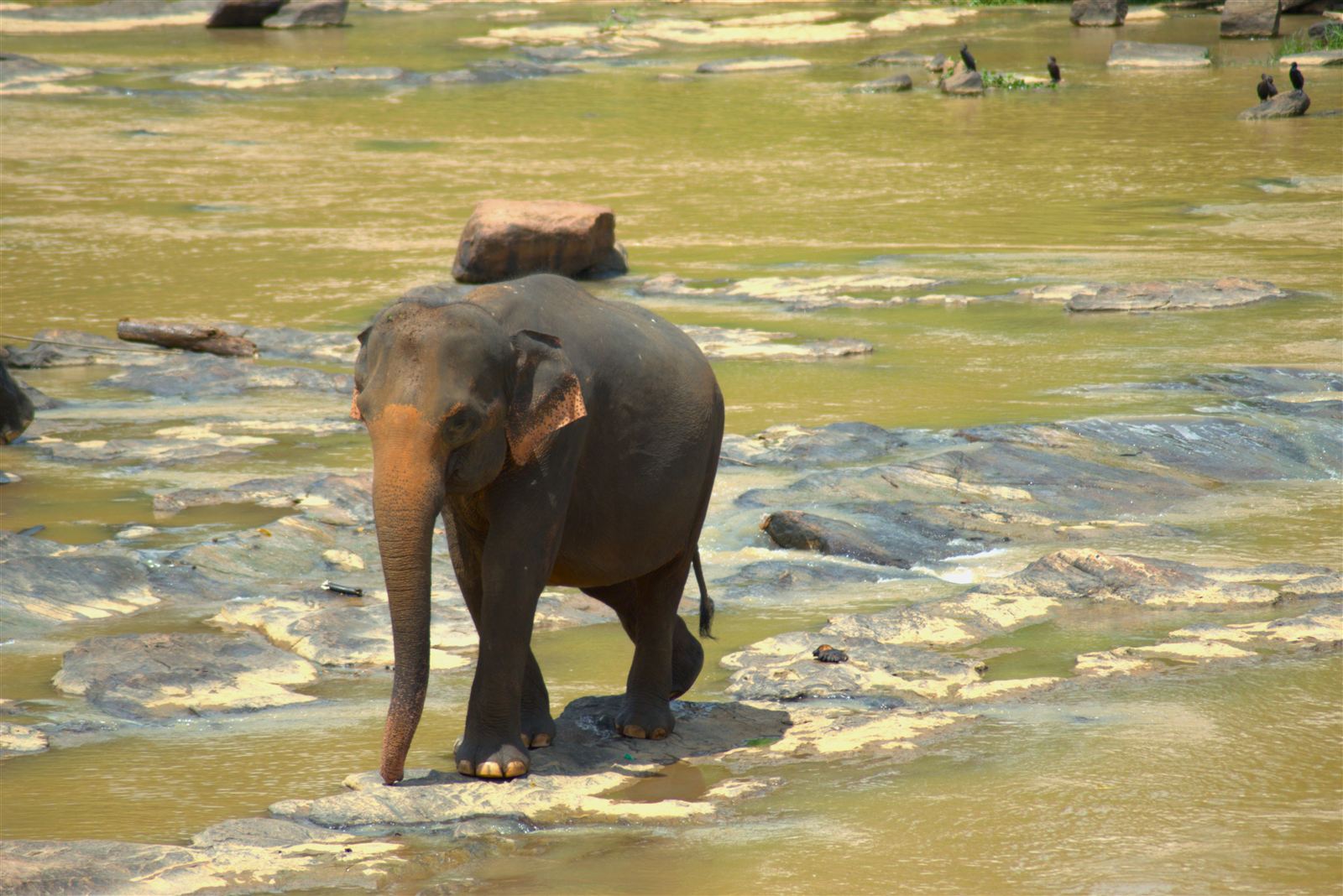 Pinnawala Elephants